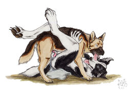 anal anal_sex anthro anthro_on_feral border_collie canine collie cum duo feral german_shepherd kola_(artist) male mammal penetration penis tongue tongue_out yaoi zoophilia