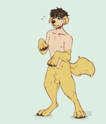 1boy animal_genitalia anthro balls canine digitigrade feral fur furry green_eyes hair handpaw hindpaw human male male_only mammal paws reservoirdog_(artist) sheath solo standing sweat transformation yellow_fur