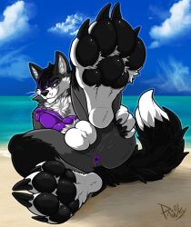 anthro anus balls canid canine canis feet genitals hi_res knot male mammal paws pawzzhky presenting raised_paw solo solo_focus wolf