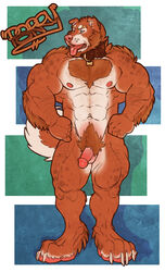 4_toes abs anthro balls beard belt body_hair brown_hair canine chest_hair facial_hair hair humanoid_penis kihu male male_only mammal muscular muscular_male navel nipples pecs penis pubes pubic_hair simple_background solo standing toes tongue tongue_out