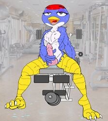 2015 3_toes 5_fingers absurd_res aliasing animal_crossing anthro anthrofied athletic avian balls barbell beak bench_press biped bird black_eyes blue_feathers blue_wings chest_tuft claws countershade_torso countershading dripping erection eyelashes feather_tuft feathered_wings feathers feet femboy front_view full-length_portrait girly glans gym hi_res humanoid_feet humanoid_hands humanoid_penis inside jay_(animal_crossing) looking_pleasured male masturbation multicolored_feathers nintendo nude open_beak open_mouth open_smile pecs penile_masturbation penis photo_background pink_balls pink_penis pink_tongue plantigrade portrait precum precum_drip red_feathers sitting smile soles solo spread_legs spreading sweat talons toe_claws toes tongue tuft video_games vinny_van_yiffy weights white_claws white_countershading white_feathers winged_arms wings