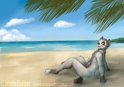 animal_genitalia anthro anthro_only beach blue_eyes canine cassiebutter fully_sheathed fur grey_fur hi_res looking_at_viewer looking_back male male_only mammal nude open_mouth sea seaside sheath sitting solo water wolf