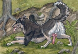 anatomically_correct anatomically_correct_penis animal_genitalia animal_penis anus balls canine canine_penis detailed_background feral heatherwolf knot male_only mammal penis