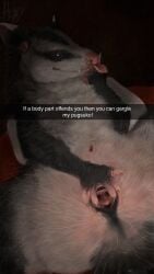 2025 2_clitorises 5_fingers absurd_res american_opossum anal_fluids anatomically_correct anatomically_correct_anus anatomically_correct_cloaca anatomically_correct_genitalia anatomically_correct_pussy animal_clitoris animal_genitalia animal_pussy anus anus_focus artist_logo artist_name ass bedroom_eyes big_pupils black_body black_cloaca black_ears black_eyes black_fur black_markings black_skin bodily_fluids claws clitoris cloaca cloaca_focus cloaca_juice constructed_language countershading detailed digital_media_(artwork) digital_painting_(artwork) digitigrade dipstick_ears ear_markings english_text esperanto_text eye_markings facial_markings female female_(lore) female_feral feral finger_claws fingerless_(marking) fingers fluffy foreshortening forked_pussy front_view fur genital_fluids genital_focus genitals gesture grey_body grey_fur guard_hair hammock hand_gesture hand_on_crotch hdyly head_markings hemiclitores hi_res hybrid inside inviting kali_denise lineless logo looking_at_viewer lying mammal markings marsupial marsupial_genitalia marsupial_pussy monotone_anus monotone_markings monotone_tail mouth_markings multi_clitoris multi_genitalia multicolored_body multicolored_ears multicolored_fur narrowed_eyes on_back painting_(artwork) paws pillow pink_anus pink_body pink_ears pink_nose pink_pussy pink_skin pink_tongue portrait pouch_(anatomy) presenting presenting_anus presenting_cloaca presenting_hindquarters presenting_pussy pupils pussy realistic realistic_feral realistic_fur red_bedding reverse_v_sign ruff seductive shaded signature simple_background smaller_version_at_source smile smiling_at_viewer smirk smirking_at_viewer snapchat solo spread_anus spread_cloaca spread_pussy spreading tail teeth teeth_showing text textured_background three-quarter_portrait tongue tongue_between_fingers tongue_out tuft v_sign vaginal_fluids virginia_opossum water_opossum whisker_spots whiskers white-eared_opossum white_claws