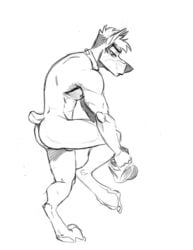 2018 anthro balls barely_visible_genitalia canine collar digitigrade doberman dressing greyscale kihu kihu_(character) male male_only mammal monochrome mostly_nude muscular muscular_male nipples pecs short_tail simple_background solo white_background