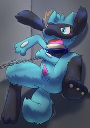 1boy angry anthro anus blush collar cub embarrassed erection feet furry kurou-karasu leash male male_only motion_lines nintendo paws penis pokémon_(species) pokemon pokemon_dppt riolu small_penis solo struggling sweat tail tapering_penis testicles video_games young