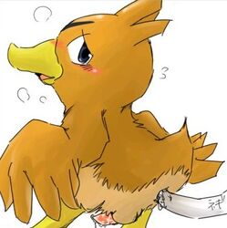 avian farfetch'd male_only pokemon pokemon_(species) tagme