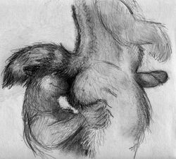 anthro ass bd butt_sniffing canine closed_eyes erection fur holding_butt humanoid_penis male mammal monochrome pencil_(artwork) penis slightly_chubby smile sniffing striped_tail stripes traditional_media_(artwork) yaoi