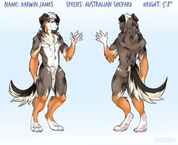 animal_genitalia anthro ass australian_shepard balls canine canine darwin_james fur male mammal model_sheet multicolored_fur nude paws sheath solo varinxo