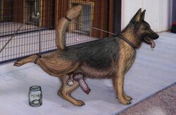 animal_genitalia animal_penis balls canine castration cbt cock_and_ball_torture erection exposed_testicle feral genital_mutilation german_shepherd male malesub mammal nuthouse penis restrained tongue tongue_out