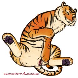 2018 clitoris electrikestorm feline female feral fur hi_res mammal orange_fur pawpads paws pink_nose pussy simple_background smile solo spread_legs spreading striped_fur stripes tiger whiskers white_background yellow_eyes