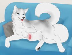 animal_genitalia balls big_balls canine feral huge_balls husky hyper hyper_balls hyper_sheath male male_only mammal presenting sheath suika-x