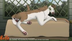 absurd_res amelie_(crimsoncolored) animal_genitalia animal_pussy anus bed borzoi cabin canid canine canine_genitalia canine_pussy canis crimsoncolored domestic_dog eyewear female feral furniture genitals glasses hi_res hood hunting_dog mammal pussy raised_tail sighthound solo tail tail_anus window
