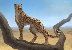 absurd_res animal_genitalia balls big_balls cheetah desert digital_media_(artwork) felid feline feral fully_sheathed fur hi_res honovy huge_balls hyper hyper_balls jasiri male male_only mammal outside sheath solo standing whiskers white_balls