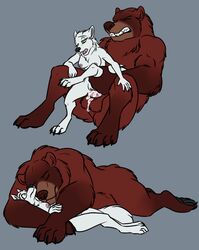 2016 amocin anthro balls bear bovine breasts brook_(amocin) canine cum cum_inside drisil_(amocin) duo erection female fur larger_male male mammal nipples nude orgasm penetration penis pussy sex size_difference sleeping smaller_female straight vaginal_penetration wolf