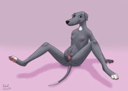 animal_genitalia animal_pussy anthro anus breasts canine canine_pussy digitigrade female green_eyes grey_fur greyhound kinaj mammal mica_(kinaj) multi_nipple nipples pawpads paws pinup pose presenting pussy small_breasts smile solo spread_legs spreading tail