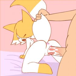 2018 all_fours animated anthro anus bed canine cute_fang doggy_style duo female female_focus female_penetrated focks fox from_behind_position fur furry human human_on_anthro interspecies interspecies_fuck larger_male lingerie_pattern_pets loop male male/female male_penetrating male_penetrating_female mammal minus8 open_mouth original penetration penis pussy pussy_juice questionable_animation sex short_playtime simple_background size_difference smaller_female smaller_penetrated solo_focus straight tail tail_grab tail_pull vaginal_penetration