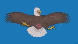 4th_of_july absurd_res accipitrid accipitriform animal_genitalia animal_penis avian avian_tongue bald_eagle beak bird blue_background bodily_fluids brown_body brown_feathers claws cloaca cloaca_juice cloacal_penis cum cumshot digital_media_(artwork) eagle ejaculation erection feathered_wings feathers feral flying gaping gaping_cloaca genital_fluids genitals hi_res holidays looking_at_self low-angle_view male nude open_beak open_mouth penis pink_cloaca red_penis sea_eagle seminal_groove simple_background sky solo spread_cloaca spread_eagle spread_legs spread_wings spreading tail toe_claws tongue white_body white_feathers wings yellow_beak zw3