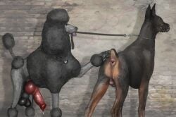 animal_genitalia animal_penis anthro anus ass ball_size_difference balls big_balls big_penis black_balls canid canine canine_genitalia canine_penis canis collar darkmare dobermann domestic_dog duo feral gaping gaping_anus genitals hi_res it'll_never_fit leash leash_pull leashed_collar leashed_male male male/male mammal muzzle_(object) muzzled penis pinscher poodle presenting presenting_anus red_penis saggy_balls soot_(perpetuate303)