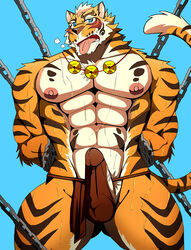 2018 abs anthro arms_behind_back bearlovestiger13 blush bondage chains clothed clothing erection fundoshi fur japanese_clothing lin_hu male malesub muscular muscular_male nekojishi nipples pecs penis solo striped_fur stripes sweat tongue tongue_out topless underwear