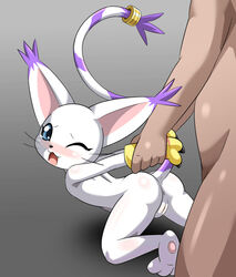 1boy blush digimon digimon_(species) female gatomon gloves heigako human nude purple_fur pussy tail tailmon tears