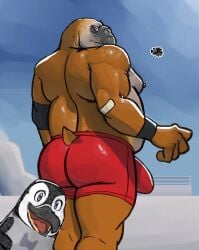 anthro arctic avian beak big_bulge bird blue_eyes bottomwear brown_body brown_fur bulge clothed clothing detailed_bulge duo elephant_seal fur furgonomic_bottomwear furgonomics genital_outline hi_res hunter-husky male male_focus mammal marine moobs musclegut muscular muscular_anthro muscular_male outside penguin penis_outline pinniped proboscis_(anatomy) seal short_tail smile solo_focus tail trunk_(anatomy) underwear underwear_only