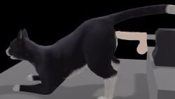 16:9 3d a_cat_is_fine_too ambiguous_feral ambiguous_gender anal anal_sex anal_tugging animated anus balls black_background black_body black_fur blender_(artwork) blender_eevee bouncing_balls digital_media_(artwork) dildo dipstick_tail domestic_cat felid feline felis feral feral_penetrated fucking_machine fur genitals gif humanoid_genitalia humanoid_penis machine mammal markings onoono open_mouth penetration penile penile_penetration penis penis_in_ass quadruped realistic_feral sex_machine sex_toy short_playtime simple_background solo tail tail_markings tuxedo_cat white_body white_fur widescreen