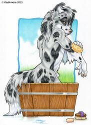 2025 5_fingers animal_genitalia anthro bath bathing bathtub black_spots brown_eyes brush canid canine canis claws collie domestic_dog finger_claws fingers fur genitals grass hair hair_over_eye herding_dog inner_ear_fluff kashmere looking_at_viewer male mammal pastoral_dog pawpads penis penis_tip plant sheath sheepdog side_view signature smile soap solo sponge spots suds tail traditional_media_(artwork) tuft water whiskers white_body white_fur