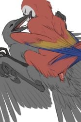 2:3 aarakocra_(dnd) animal_genitalia avian avian_feet bird black_body black_feathers blue_body blue_feathers cloaca cloacal cloacal_penetration cloacal_penis corvid corvus_(genus) cowgirl_position crow duo feathers female feral feral_on_feral from_front_position genitals hi_res kleek lying macaw male male/female neotropical_parrot on_back on_bottom on_top oscine parrot passerine penetration penis peregr1ne red_body red_feathers sex simple_background solo spread_legs spreading true_parrot white_background wings yellow_body yellow_feathers