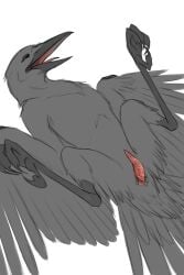 2:3 aarakocra_(dnd) animal_genitalia avian avian_feet bird black_body black_feathers cloaca cloacal_penis corvid corvus_(genus) crow feathers feral genitals hi_res kleek lying male on_back oscine passerine penis peregr1ne presenting simple_background solo spread_legs spreading white_background wings
