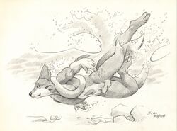 1boy 2018 animal_genitalia anthro casual_nudity dated floatzel fully_sheathed furry male male_only mammal monochrome mustelid navel nintendo nude otter pencil_(artwork) pokémon_(species) pokemon pokemon_dppt scale_(artist) sheath sketch solo testicles text traditional_media_(artwork) underwater video_games water watermark