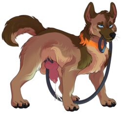 alpha_channel animal_genitalia animal_penis balls blue_eyes brown_fur canine canine_penis cum erection feral fur knot leash leash_in_mouth leashed_genitals male male_only mammal penis penis_leash serialdad simple_background solo transparent_background