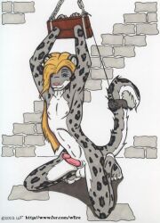 2002 anthro arms_bound arms_up blond_hair_male blonde_hair bondage bound bound_tail erect_penis erection feline femboy furry girly leopard male nipples penis sheath snow_leopard solo solo_male spots spots_(marking) spotted_body spotted_fur stocks testicles whitefire