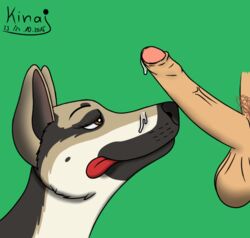 2015 balls brown_eyes canine canine disembodied_penis erection female feral german_shepherd human human_on_feral humanoid_penis interspecies kinaj kira_(tiquana) licking licking_lips male mammal penis precum simple_background tongue tongue_out zoophilia