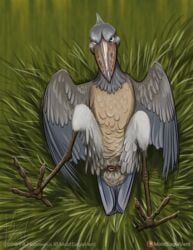 ambiguous_gender animal_genitalia avian beak bird cloaca feathered_wings feathers feral front_view moisteaglevent presenting shoebill wings