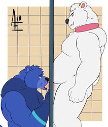 aereous anthro barazoku bear belly biceps canine duo erection fellatio glory_hole hi_res male mammal muscular nipples nude oral penis polar_bear sex slightly_chubby tongue yaoi