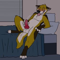 3_toes 4_fingers animal_genitalia animal_penis anthro balls bed bedding black_countershading black_fur black_nose blinds blush brown_fur brown_tail canine canine_penis cheek_tuft closed_eyes countershade_face countershade_tail countershade_torso countershading cum cum_on_penis dipstick_ears ears_down elbow_tufts erection eyebrows fingerless_(marking) flat_colors full-length_portrait fur gloves_(marking) head_tuft inside knee_tuft knot looking_pleasured male male_only mammal markings masturbation multicolored_fur nude on_bed open_mouth open_smile orgasm penile_masturbation penis pillow pink_penis pink_tongue portrait reclining rotten_robbie shoulder_tuft smile socks_(marking) solo teeth toeless_(marking) toes tongue tongue_out tuft two_tone_tail white_countershading white_fur white_tail window