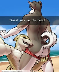 anthro ass beach canine clothed clothing fish fur gay green_eyes grey_fur husky male male_only mammal marine muscular muscular_male nipples outside sea seaside selfie shark sigma_x signature sky snapchat swimsuit teeth topless water white_fur yaoi