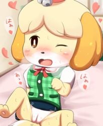 animal_crossing barefoot bell blonde_hair blush blush_stickers breath brown_eyes canine canine clothing eyebrows_visible_through_hair female hair heart isabelle_(animal_crossing) japanese_text jingle_bell leaning leaning_back mammal nintendo no_underwear one_eye_closed open_mouth pussy ratipiko ribbons shaking shih_tzu shirt short_hair sitting skirt solo spread_legs spreading sweat tears text translation_request trembling uncensored upskirt vest video_games