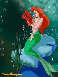 ariel ariel_(the_little_mermaid) breasts cartoonvalley.com crab cum disney disney_princess helg male mermaid nipples penis sebastian_(disney) the_little_mermaid the_little_mermaid_(1989_film) topless zoophilia