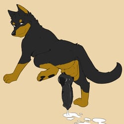 beauceron big_penis canine cum doggieo feral male male_only mammal penis