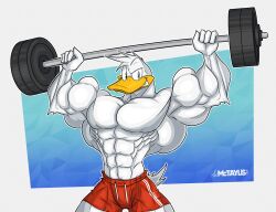 abs biceps big_muscles bird disney donald_duck duck large_muscles male male_only mctaylis muscles muscular muscular_arms muscular_legs muscular_male muscular_thighs pecs weights