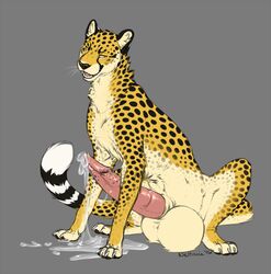 balls big_balls big_penis cheetah cocky feline feral huge_balls hyper hyper_balls hyper_penis jasiri male male_only mammal neltruin penis solo