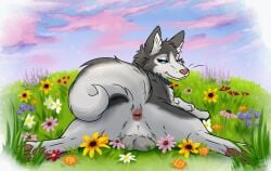 balls blue_eyes canid canine canis claws domestic_dog fur genitals grey_balls grey_body grey_fur hi_res husky luden male mammal muskydusky nordic_sled_dog pawpads pink_nose pink_pawpads solo spitz tail tail_anus whiskers white_body white_claws white_fur white_tail