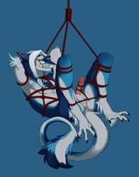 1boy anthro anus blue_fur body_fur bondage bound claws erection facial_hair furry furry_balls glasses goatee grin hybrid_penis indigochto licking_lips long_fur looking_at_viewer male male_only meheheehehe nude_male penis presenting rope rope_bondage rope_harness sergal simple_background smile smooth_penis solo suspended suspension tail tail_tuft testicles thorin thorin_(sergal) tied_up tongue tongue_out white_fur yellow_eyes