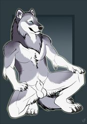 2019 5_fingers 7:10 animal_genitalia anthro balls biceps black_nose blue_eyes canid canine canis chest_tuft claws crouching ear_tuft fur grey_fur hi_res hybrid male male_only mammal muscular muscular_male nude patrikthedog pawpads paws pecs pinup pose sheath simple_background smile solo tuft ursid white_fur wolf