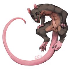 anthro balls brown_fur buckteeth feet fur humanoid_penis i-psilone long_tail male male_only mammal nude penis pink_nose rat rat_tail red_eyes rodent shephard simple_background smile solo teeth whiskers white_background