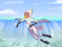 2018 anthro avian balls beak biped bird eyebrows feathers male male_only mancoin martin_(dosent) nude penis simple_background skinny_dip smile solo swimming underwater water white_balls wings