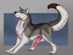 2026 anatomically_correct anatomically_correct_genitalia animal_genitalia animal_penis balls bodily_fluids canid canine canine_genitalia canine_penis canis dripping erection feral fur genital_fluids genitals grey_body grey_fur hi_res hotaru huge_penis knot knotted_penis male mammal multicolored_body multicolored_fur penis precum precum_drip simple_background solo susi_(nouyorus) two_tone_body two_tone_fur white_body white_fur wolf