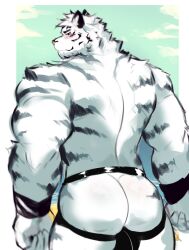 1boy animal_ears arknights armband artistic_error ass ass_focus back bara black_male_underwear blue_eyes blush facial_hair from_behind furry furry_male goatee highres jockstrap large_hands looking_at_viewer male_focus male_underwear missing_tail mountain_(arknights) muscular muscular_male no_scar placid69 seductive_smile short_hair smile solo thick_eyebrows thick_thighs thighs tiger_boy tiger_ears topless_male underwear white_fur white_hair
